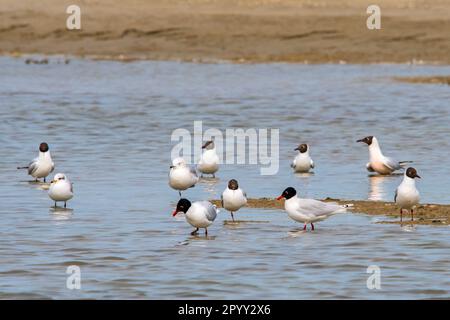 Two Mediterranean gulls (Ichthyaetus melanocephalus / Larus melanocephalus) resting in shallow water of pond among other gulls in spring Stock Photo