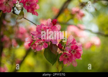 Apple Malus Rudolph tree, with dark pink blossoms in the blurred bokeh background. Spring. Abstract floral pattern. Stock Photo