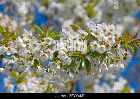 Flowering cherry tree, Prunus avium, in spring Stock Photo