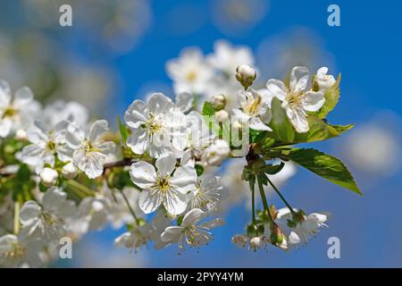 Flowering sour cherry, Prunus cerasus, in spring Stock Photo