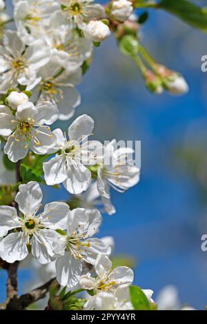 Flowering sour cherry, Prunus cerasus, in spring Stock Photo