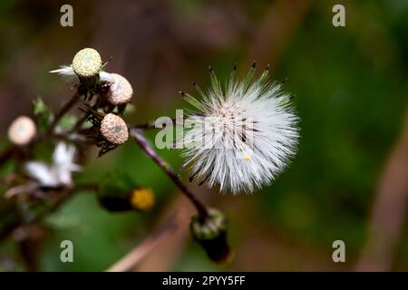 A single stem of a dandelion in its post-flowering state with the downy covering of its head intact. Stock Photo