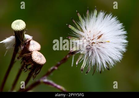 A single stem of a dandelion in its post-flowering state with the downy covering of its head intact. Stock Photo