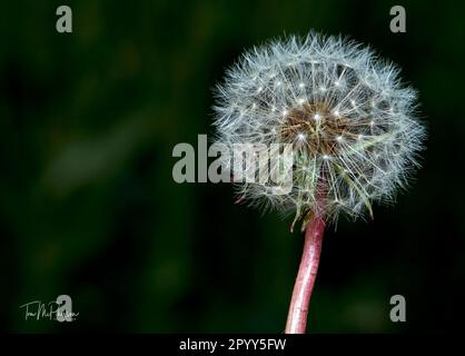 A single stem of a dandelion in its post-flowering state with the downy covering of its head intact. Stock Photo