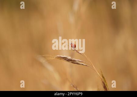 A close-up image of a ladybug perched on a single blade of brown grass Stock Photo