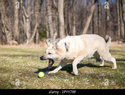 A German Shepherd x Husky mixed breed dog reaching to pick up a ball Stock Photo