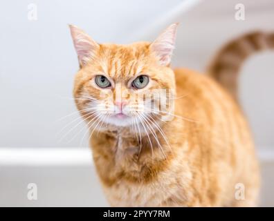 An orange tabby shorthair cat glaring at the camera with an angry expression Stock Photo