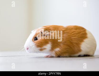 A cute red and white American Guinea Pig Stock Photo