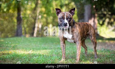 A brindle and white Pit Bull Terrier mixed breed dog with a serious expression standing outdoors Stock Photo