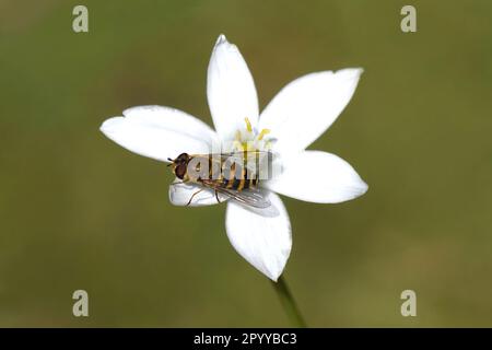 Closeup of a female hoverfly, Syrphus ribesii on white flower of Ornithogalum umbellatum, Star-of-Bethlehem, family Asparagaceae. Spring Stock Photo
