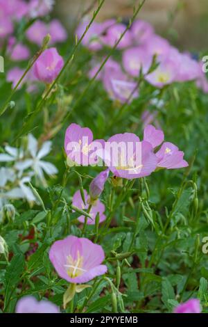 Pink evening primrose, oenothera speciosa, growing in a springtime garden. Stock Photo