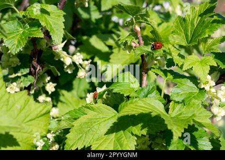 Ladybug on the green leaves of blooming blackcurrant bush in spring. Springtime, gardening, bug, insects. Stock Photo