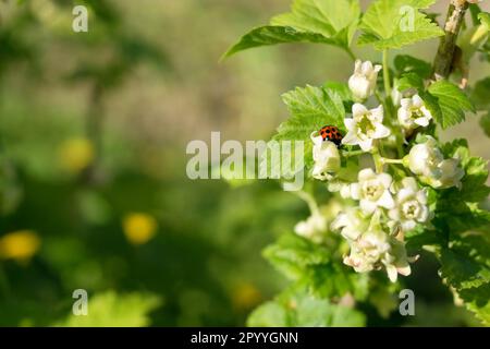 Ladybug on a flowering blackcurrant branch. Spring, sunny day, copy space Stock Photo