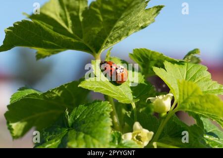 Two mating ladybugs on a green leaf of blackcurrant bush. Nature, close up. Stock Photo