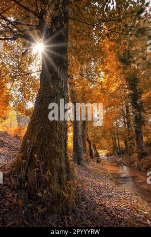 Rays of sunshine streaming through the treetops onto a dirt path below, creating a peaceful and tranquil atmosphere Stock Photo