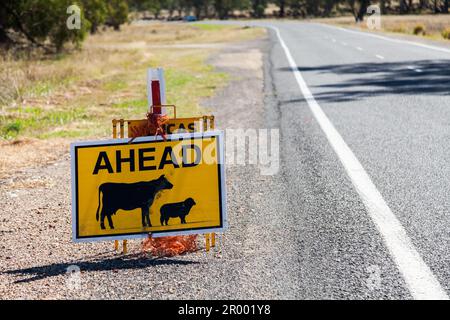 cattle ahead or livestock on road ahead sign beside country road in Australia Stock Photo