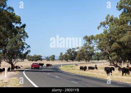 red ute on rural australian road with cattle crossing over Stock Photo
