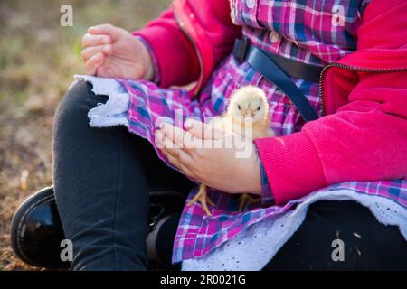 little girl holding day old chick on farm Stock Photo