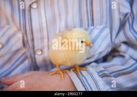 day old chick sitting on young boys arm Stock Photo