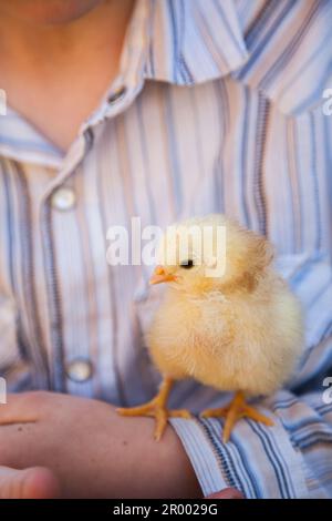 day old chick sitting on young boys arm Stock Photo