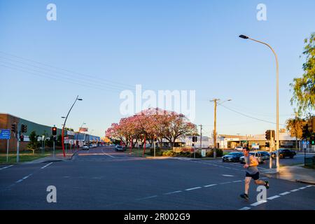 Jogger running over road at traffic lights at sunset in Singleton with jacaranda trees flowering along street Stock Photo