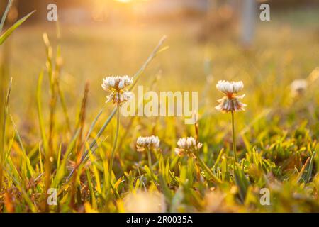 Golden sunset light over clover flowers growing in green lawn Stock Photo