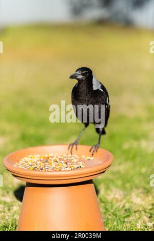 australian magpie on bird feeder in urban backyard Stock Photo