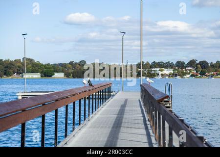 Speers Point Jetty in Newcastle Australia with gull and cormorant bird on railing Stock Photo