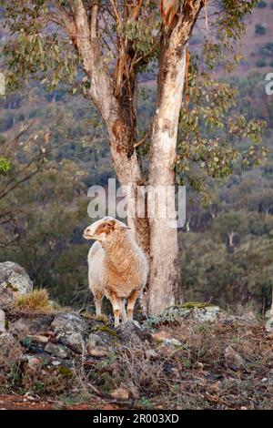 Sheep standing on hill in rugged countryside Stock Photo