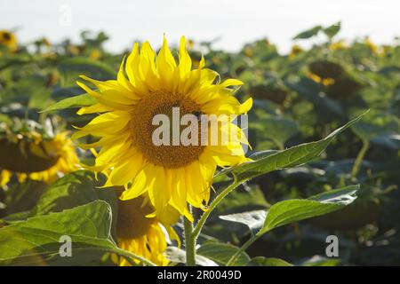 Sunflower plantation, sunflower flower detail. Stock Photo