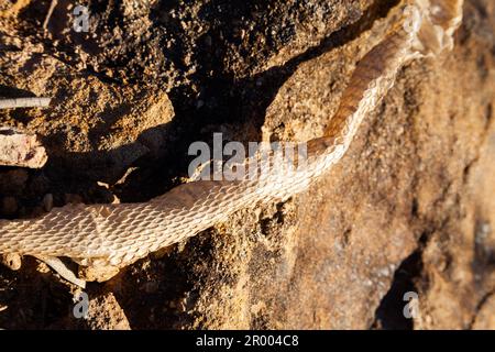 Old twisted brown snake skin shed on rock in australian countryside Stock Photo