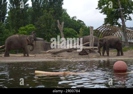 Beautiful large African elephants in zoo enclosure Stock Photo