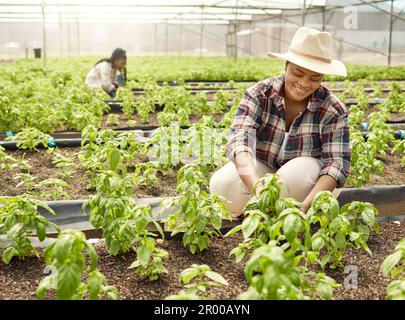 Two farmers harvesting plants. Happy coworkers planting in a garden. Two colleagues harvesting crops together. Farm employees in a plant nursery. Two Stock Photo
