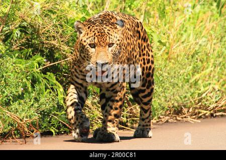 Jaguar, yaguar, yaguareté. Argentina. Stock Photo