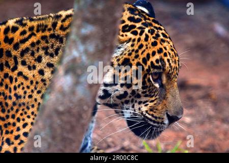 Jaguar, yaguar, yaguareté. Argentina. Stock Photo