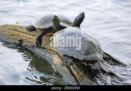 Eastern mud turtle on wooden log Stock Photo