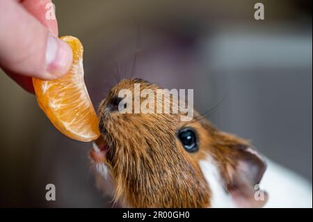 Guinea pig using front incisors to eat a tasty treat of an orange in held by hand.  Stock Photo