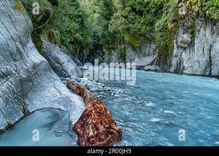 Huge pice of driftwood stuck against the cliff at the opening to the Callery gorge in the West Coast of NZ Stock Photo