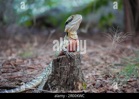 Australian Water Dragon posing on a tree stump in Brisbane, Queensland, Australia Stock Photo