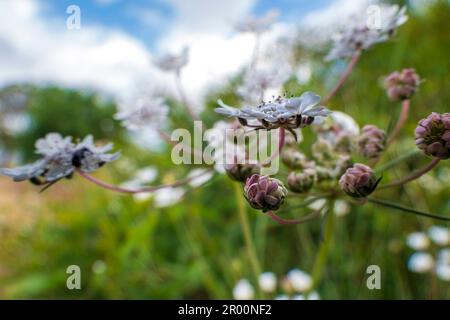 White flowers of Torilis japonica - Japanese Hedge Parsley close up Stock Photo