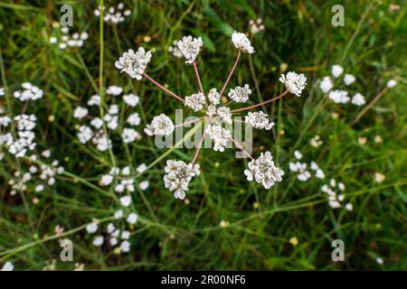 White flowers of Torilis japonica - Japanese Hedge Parsley close up Stock Photo