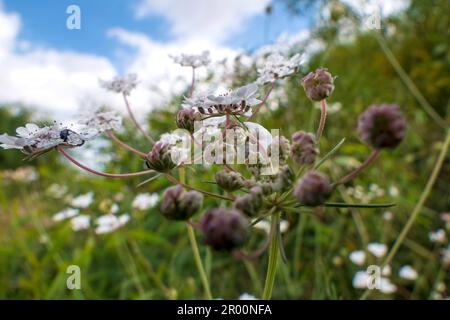 White flowers of Torilis japonica - Japanese Hedge Parsley close up Stock Photo