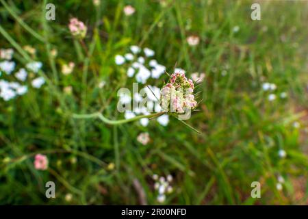 White flowers of Torilis japonica - Japanese Hedge Parsley close up Stock Photo