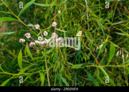 White flowers of Torilis japonica - Japanese Hedge Parsley close up Stock Photo