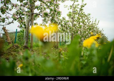 Hollern Twielenfleth, Germany. 05th May, 2023. Blossoming apple trees are seen side by side on an orchard in Hollern-Twielenfleth. Credit: Gregor Fischer/dpa/Alamy Live News Stock Photo