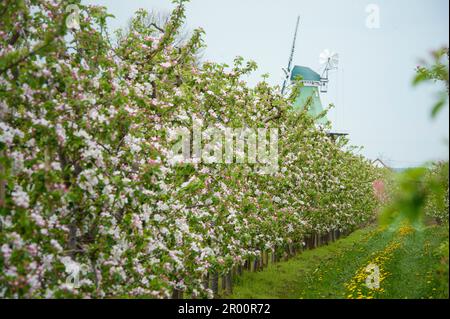 Hollern Twielenfleth, Germany. 05th May, 2023. Blossoming apple trees stand next to each other on an orchard. In the background you can see the Historic Mill Hein Noodt in Hollern-Twielenfleth. Credit: Gregor Fischer/dpa/Alamy Live News Stock Photo