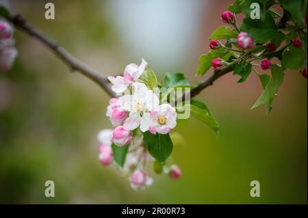 Hollern Twielenfleth, Germany. 05th May, 2023. The blossoms of an apple tree of the New Zealand variety 'Braeburn' are seen at an orchard in Hollern-Twielenfleth in Lower Saxony. Credit: Gregor Fischer/dpa/Alamy Live News Stock Photo