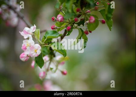 Hollern Twielenfleth, Germany. 05th May, 2023. The blossoms of an apple tree of the New Zealand variety 'Braeburn' are seen at an orchard in Hollern-Twielenfleth in Lower Saxony. Credit: Gregor Fischer/dpa/Alamy Live News Stock Photo