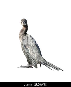 Little cormorant or Javanese cormorant looking at the camera isolated on white background Stock Photo