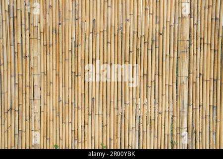 Bamboo plank fence texture for naturel background Stock Photo